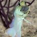 jawfish_yellowhead_bcf_nwp_v_0224_tci2150.jpg